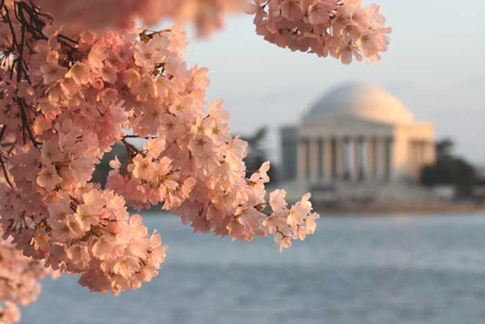Washington Cherry Blossom Festival