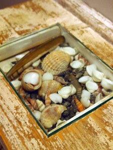 Sea shells, The Gallivant, Rye