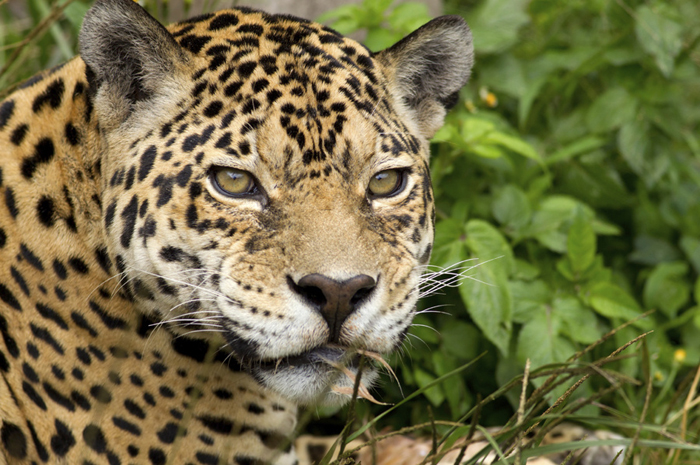 In search of jaguars with Bespoke Brazil