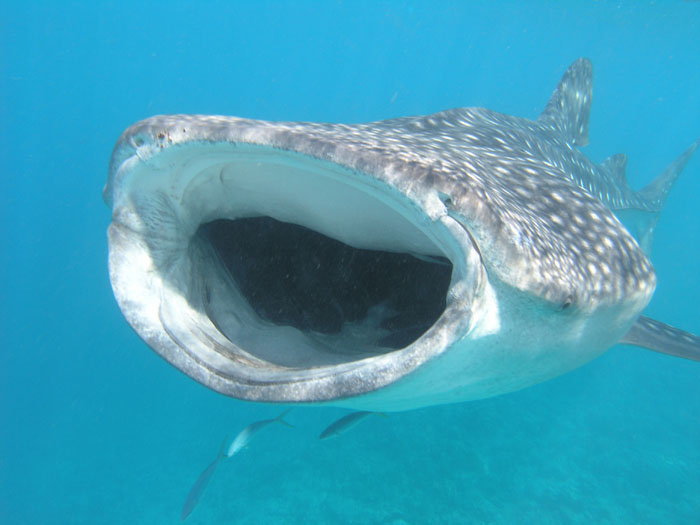 Whale shark festival comes to the Maldives
